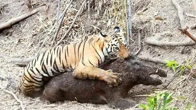 华夏生存必备:动物避险攻略全解析 华夏生存必备:动物避险攻略全解析