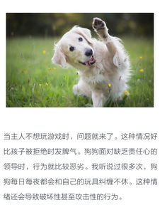 狗游戏盘点:最新大全揭秘,畅玩新宠推荐 狗游戏盘点:最新大全揭秘,畅玩新宠推荐