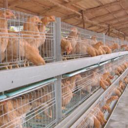 《植物大战僵尸杂交版2.0》植物强度排行大揭秘! 《植物大战僵尸杂交版2.0》植物强度排行大揭秘!