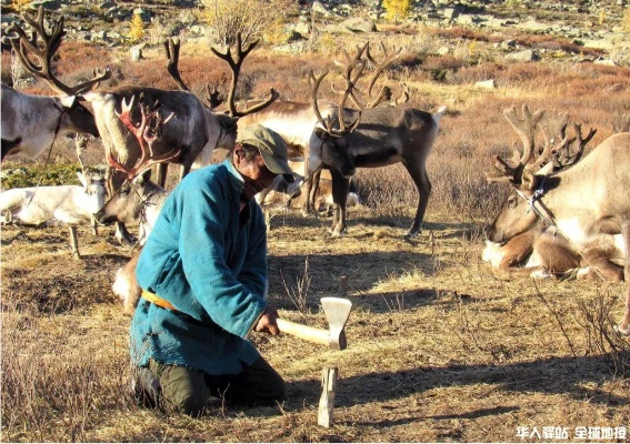 荒野求生攻略:蒙古抓鹿与建营技巧揭秘新解 荒野求生攻略:蒙古抓鹿与建营技巧揭秘新解