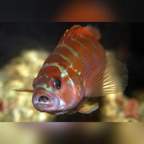 十大耐玩回合战略游戏盘点,揭秘经典之作新魅力 十大耐玩回合战略游戏盘点,揭秘经典之作新魅力