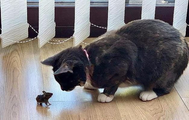 老鼠智斗大表哥:猫的全新应对策略揭秘 老鼠智斗大表哥:猫的全新应对策略揭秘