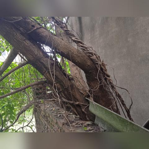 《悠久之树暗队速成秘籍,轻松通关新攻略》 《悠久之树暗队速成秘籍,轻松通关新攻略》