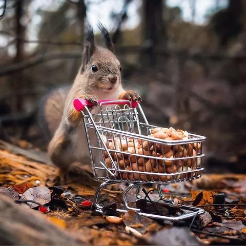 动物森林:零氪攻略秘籍,轻松通关新体验 动物森林:零氪攻略秘籍,轻松通关新体验