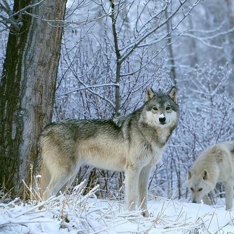 《饿狼传说群狼之城》SCS2025第八周冠军独家揭秘! 《饿狼传说群狼之城》SCS2025第八周冠军独家揭秘!