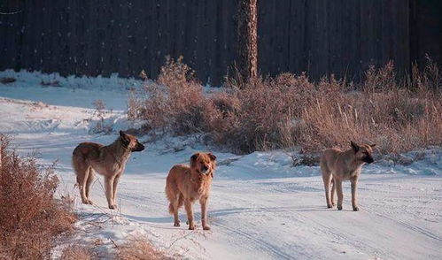《野狗子》惊悚升级!红衣面具人全新截图曝光 《野狗子》惊悚升级!红衣面具人全新截图曝光