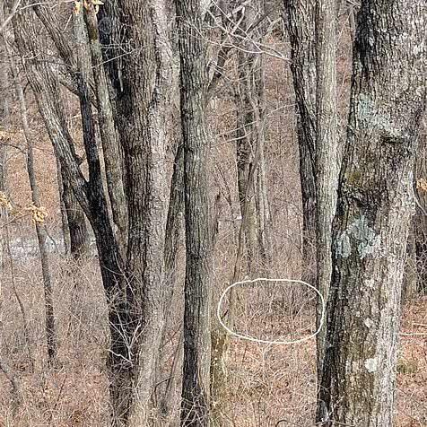 热门动物游戏盘点:精选趣味推荐,畅玩新体验 热门动物游戏盘点:精选趣味推荐,畅玩新体验