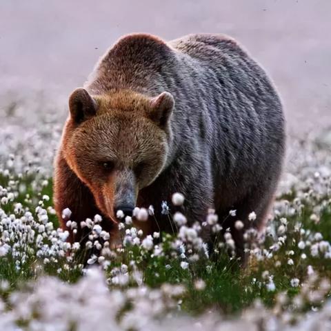 动物餐厅外卖攻略：花朵攒法新技巧揭秘