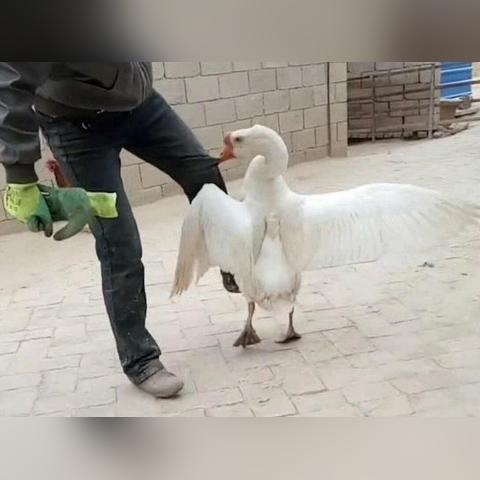 鹅仔菜幼苗合成攻略:高效合成新技巧揭秘 鹅仔菜幼苗合成攻略:高效合成新技巧揭秘