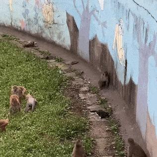 十大猫游戏盘点:揭秘经典猫玩物精选推荐 十大猫游戏盘点:揭秘经典猫玩物精选推荐