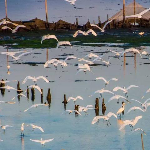 《红霞岛英雄集结!四大角色任你选》 《红霞岛英雄集结!四大角色任你选》