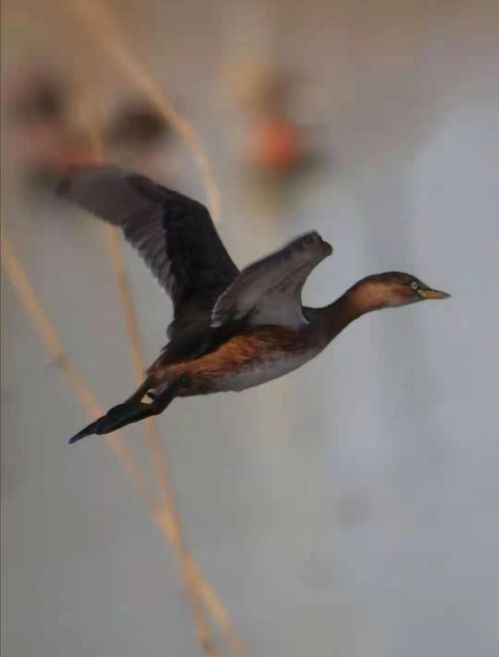 十大热门旅鼠游戏盘点:揭秘必玩佳作新风向 十大热门旅鼠游戏盘点:揭秘必玩佳作新风向