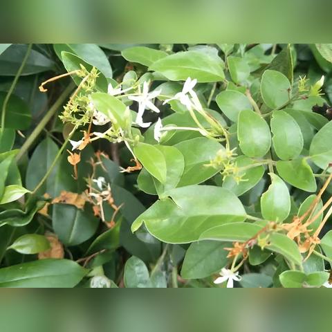 龙骨草高效采集秘籍,掌握新技能轻松升级 龙骨草高效采集秘籍,掌握新技能轻松升级