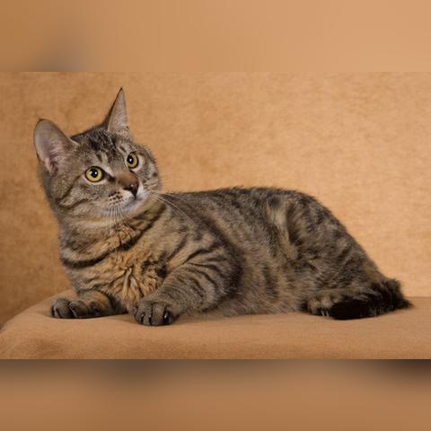 最新生存游戏排行揭秘：人气巅峰十大佳作揭晓