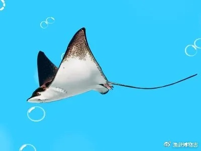 山海鳐鱼钓鱼技巧大揭秘,高效攻略助你一网打尽! 山海鳐鱼钓鱼技巧大揭秘,高效攻略助你一网打尽!