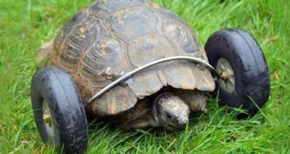 龟壳无敌套路崩盘，小小勇者翻车真相大揭秘