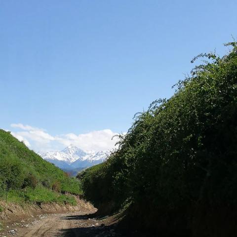 重生细胞牧羊符文高效获取秘籍大公开