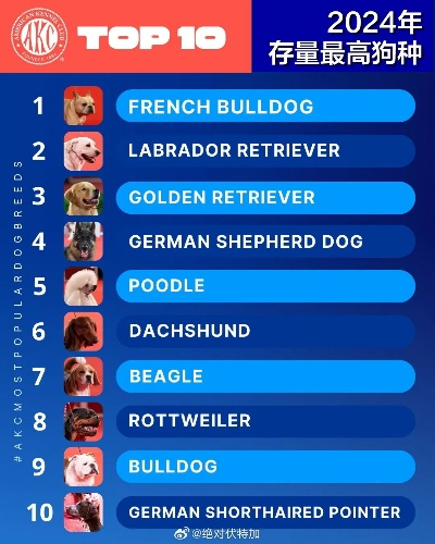 十大热门狗游戏盘点:揭秘趣味无限必玩榜单 十大热门狗游戏盘点:揭秘趣味无限必玩榜单