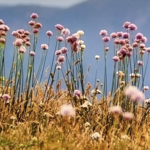 热门唯美游戏精选,下载必看高人气推荐攻略 热门唯美游戏精选,下载必看高人气推荐攻略