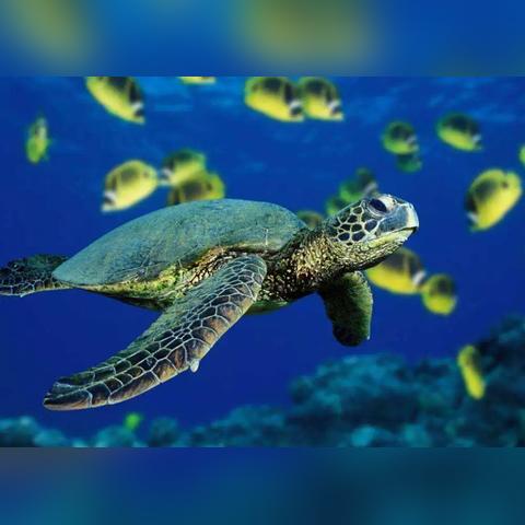 《吾今有世家》龟年鹤寿特性升级攻略,轻松提升寿命! 《吾今有世家》龟年鹤寿特性升级攻略,轻松提升寿命!