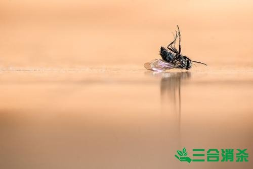 苍蝇捕捉技巧揭秘，山海苍穹高效攻略全解析