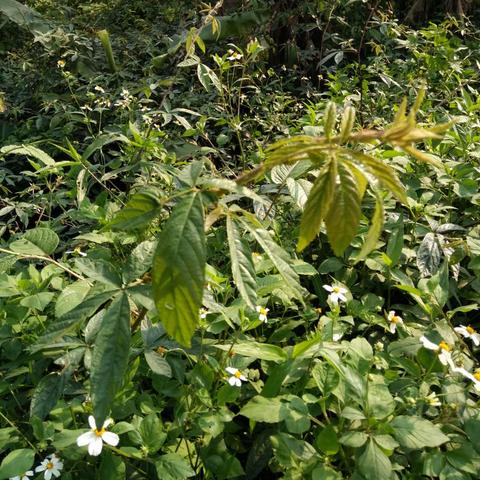 四叶草剧场萝卜高效盈利秘籍攻略解析 四叶草剧场萝卜高效盈利秘籍攻略解析