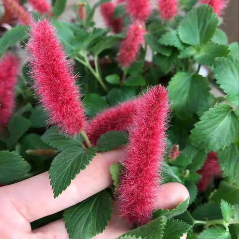 最新猫游戏盘点:精选佳作,趣味无限,体验新潮猫界冒险 最新猫游戏盘点:精选佳作,趣味无限,体验新潮猫界冒险