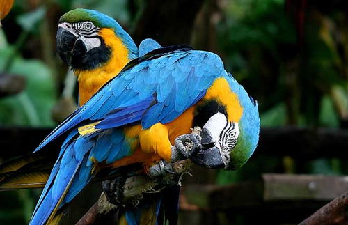 山海奇缘,金刚鹦鹉招募秘籍,轻松入手新宠! 山海奇缘,金刚鹦鹉招募秘籍,轻松入手新宠!