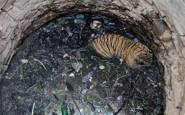 尴尬!印度老虎猎杀野猪时意外双双坠入水井,后续救援能否助它们重回自然? 尴尬!印度老虎猎杀野猪时意外双双坠入水井,后续救援能否助它们重回自然?