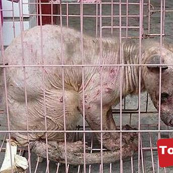 《荒野猎人捕怪攻略：高效捕获技巧揭秘》