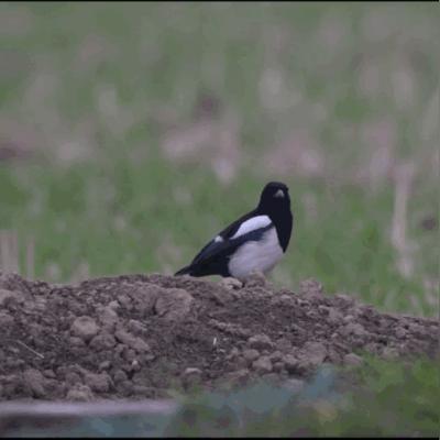 热门探索游戏盘点：揭秘十大人气榜单