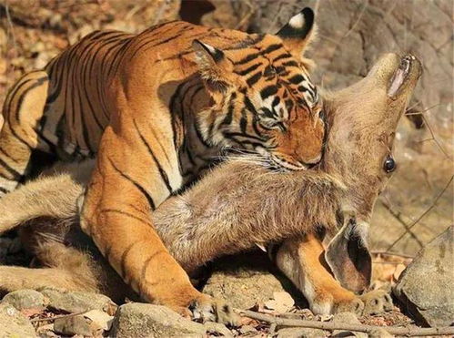 虎齿夹神力探秘，捕万年兽真相揭晓