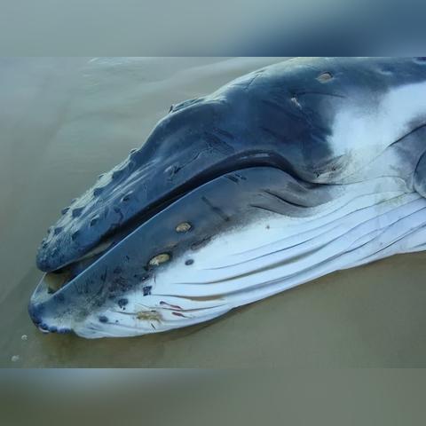 畅游深海巅峰,揭秘热门人气潜艇游戏排行 畅游深海巅峰,揭秘热门人气潜艇游戏排行