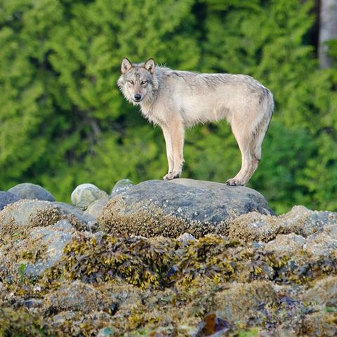 三百年炎狼捕猎秘籍，掌握山海奇遇新技能