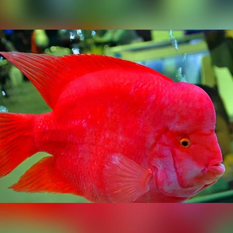 金刚鹦鹉高效攻略，掌握技巧轻松获取新价值