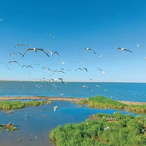 精准把握，奶牛镇作物丰收指南，解锁最佳收获时机！