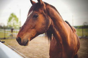 2024年度最佳马匹游戏盘点：揭秘热门新锐之作