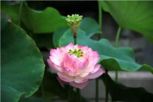 芙蓉花快速获取攻略，掌握新技巧轻松升级