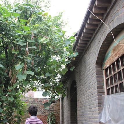 星座导航秘籍：老农种树智慧指南