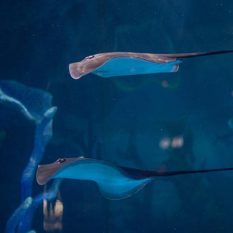 探索深海奇遇：盘点最新水底游戏，畅游未知世界宝藏