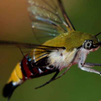 蜂鸟采蜜探险记：开心水族箱新篇章