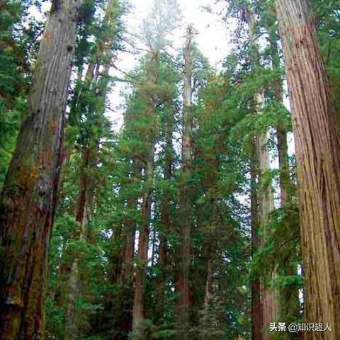 灵魂潮汐巨木极速通关秘籍：解锁巨树奥秘