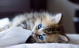 猫游戏盘点：揭秘十大热门必玩猫咪游戏排行