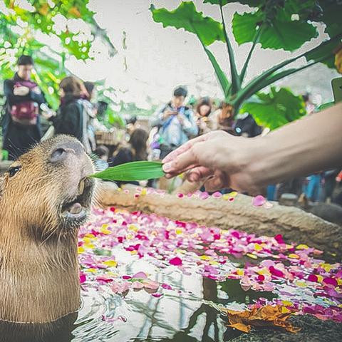 动物游戏盘点：人气飙升，趣味排行新风向