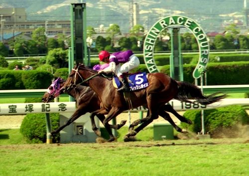 2024热门马匹游戏盘点：揭秘趣味排行新亮点