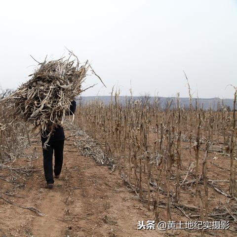 十大热门种田游戏盘点：探索农业乐趣新境界