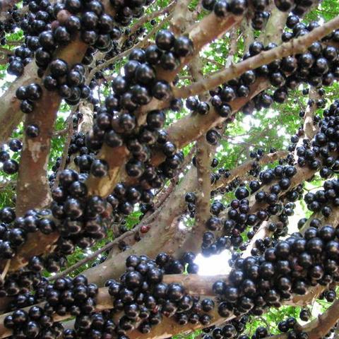 五行师卡组攻略：水火五五开，解锁全新竞技策略