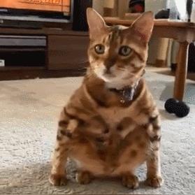 猫游戏热门排行：揭秘十大人气猫咪游戏精选