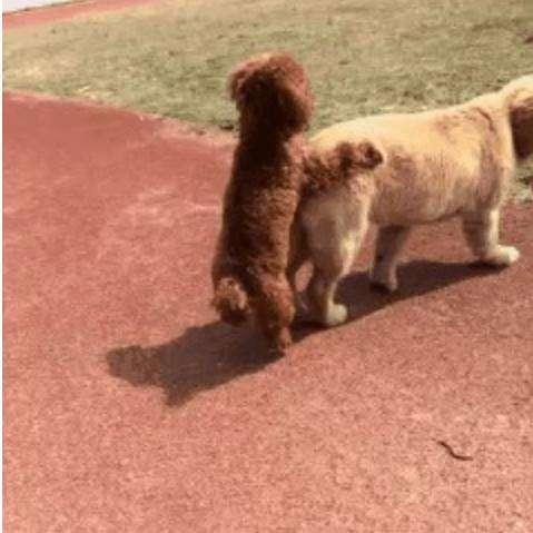 狗游戏人气榜揭晓：盘点热门狗狗游戏排行新风向