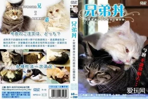 猫咪冷知识大揭秘：97猫宅深度探秘新视角